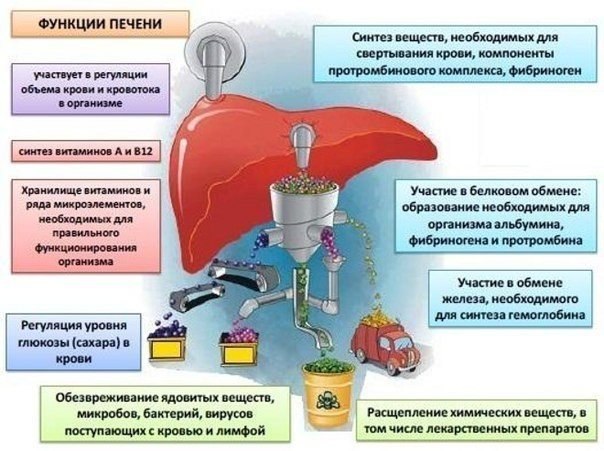 Функции печени довольно разнообразны, она: