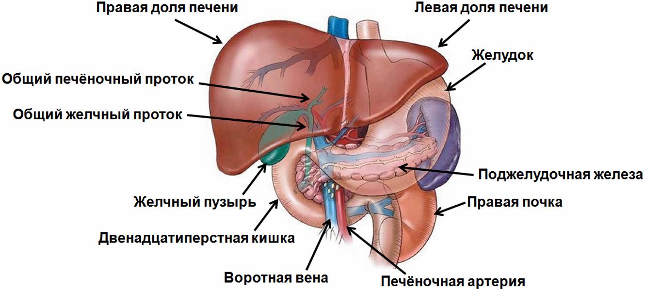 Начинать нужно с питания